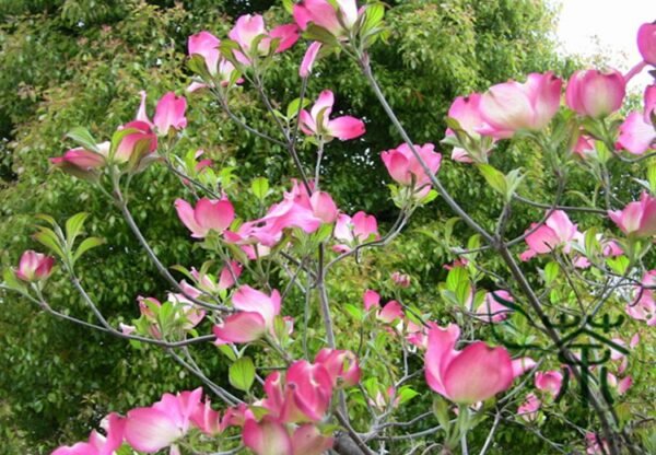 Dendrobenthamia Japonica, Cornus Kousa Seed 500 PCS, Tree Seeds Sizhaohua