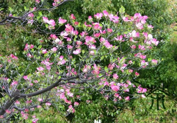 Dendrobenthamia Japonica, Cornus Kousa Seed 500 PCS, Tree Seeds Sizhaohua - Image 2