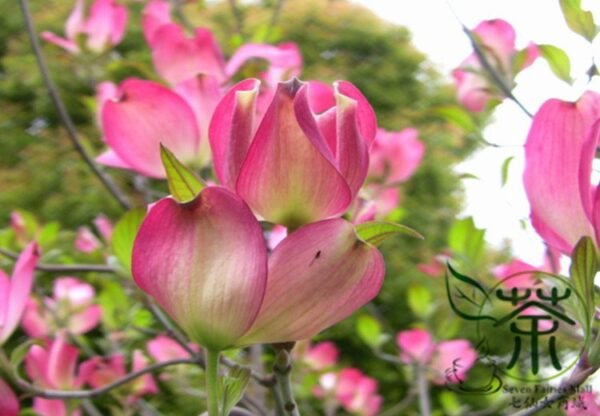 Dendrobenthamia Japonica, Cornus Kousa Seed 500 PCS, Tree Seeds Sizhaohua - Image 3