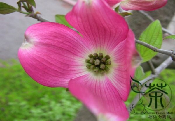 Dendrobenthamia Japonica, Cornus Kousa Seed 500 PCS, Tree Seeds Sizhaohua - Image 4