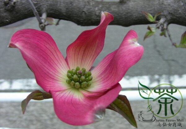 Dendrobenthamia Japonica, Cornus Kousa Seed 500 PCS, Tree Seeds Sizhaohua - Image 5