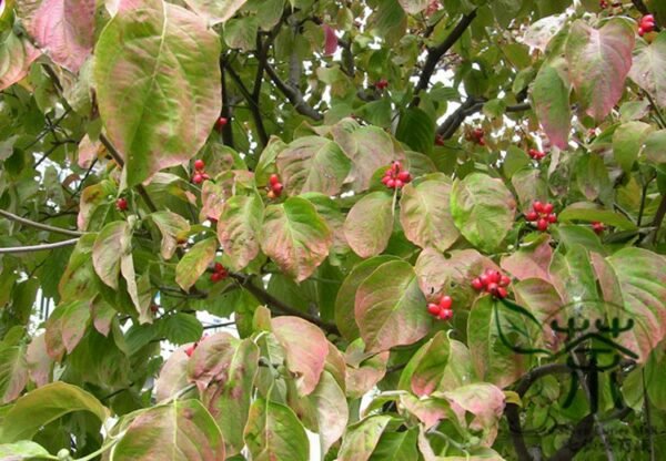 Dendrobenthamia Japonica, Cornus Kousa Seed 500 PCS, Tree Seeds Sizhaohua - Image 6