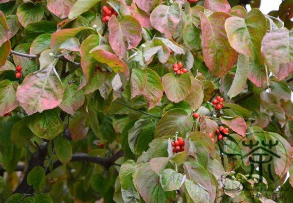 Dendrobenthamia Japonica, Cornus Kousa Seed 500 PCS, Tree Seeds Sizhaohua - Image 7