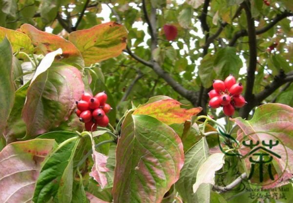 Dendrobenthamia Japonica, Cornus Kousa Seed 500 PCS, Tree Seeds Sizhaohua - Image 8