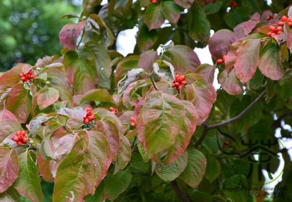 Dendrobenthamia Japonica, Cornus Kousa Seed 500 PCS, Tree Seeds Sizhaohua - Image 9