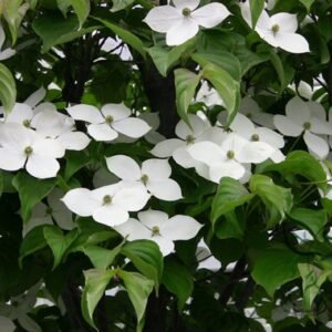 Dendrobenthamia Gigantea, Cornus Hongkongensis Seed 500 PCS, Daxing Sizhaohua