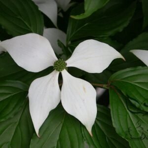 Dendrobenthamia Angustata, Cornus Elliptica Seed 500 PCS, Jianye Sizhaohua