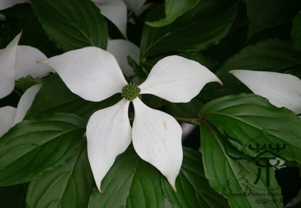 Dendrobenthamia Angustata, Cornus Elliptica Seed 500 PCS, Jianye Sizhaohua