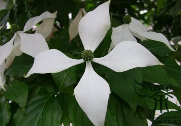 Dendrobenthamia Angustata, Cornus Elliptica Seed 500 PCS, Jianye Sizhaohua - Image 2