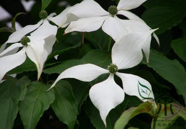 Dendrobenthamia Angustata, Cornus Elliptica Seed 500 PCS, Jianye Sizhaohua - Image 3