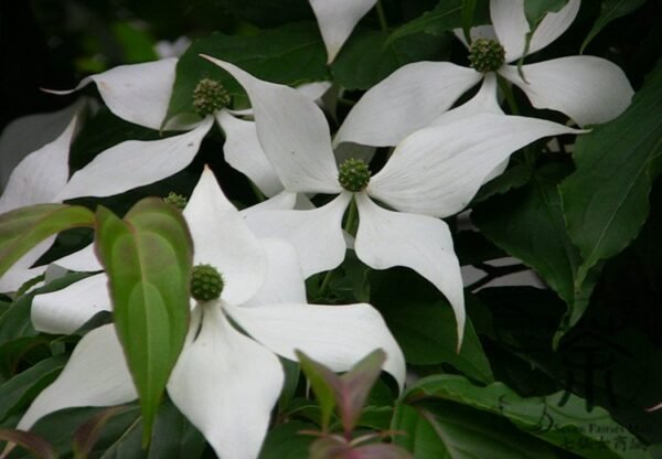 Dendrobenthamia Angustata, Cornus Elliptica Seed 500 PCS, Jianye Sizhaohua - Image 4