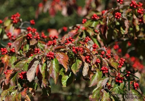 Dendrobenthamia Angustata, Cornus Elliptica Seed 500 PCS, Jianye Sizhaohua - Image 5