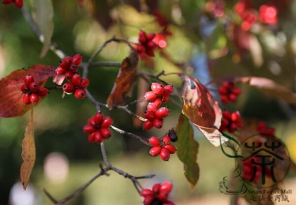 Dendrobenthamia Angustata, Cornus Elliptica Seed 500 PCS, Jianye Sizhaohua - Image 7