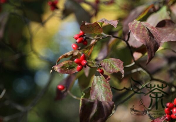 Dendrobenthamia Angustata, Cornus Elliptica Seed 500 PCS, Jianye Sizhaohua - Image 8