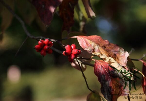 Dendrobenthamia Angustata, Cornus Elliptica Seed 500 PCS, Jianye Sizhaohua - Image 9