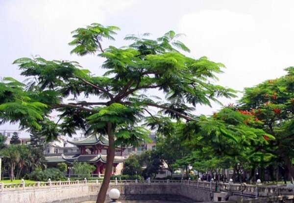 Delonix Regia, Royal Poinciana Seed 100 PCS, Flamboyant Fenghuangmu