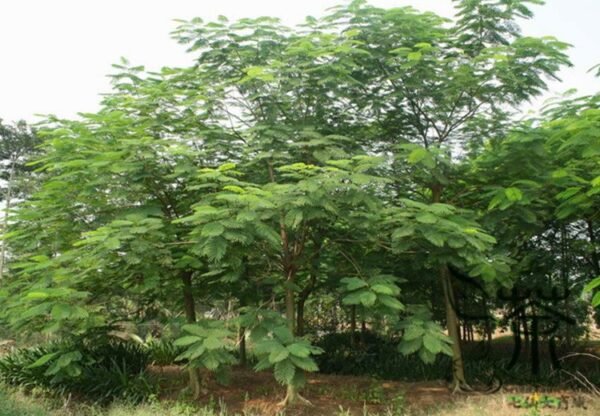 Delonix Regia, Royal Poinciana Seed 100 PCS, Flamboyant Fenghuangmu - Image 3