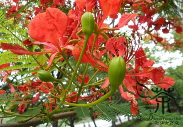 Delonix Regia, Royal Poinciana Seed 100 PCS, Flamboyant Fenghuangmu - Image 4