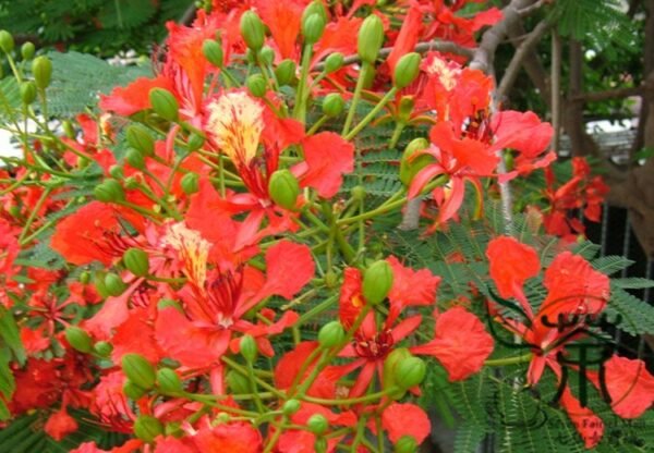 Delonix Regia, Royal Poinciana Seed 100 PCS, Flamboyant Fenghuangmu - Image 5