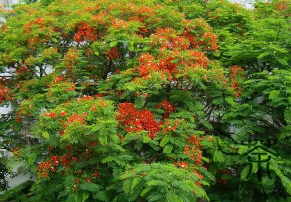 Delonix Regia, Royal Poinciana Seed 100 PCS, Flamboyant Fenghuangmu - Image 6