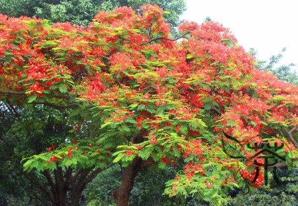 Delonix Regia, Royal Poinciana Seed 100 PCS, Flamboyant Fenghuangmu - Image 7