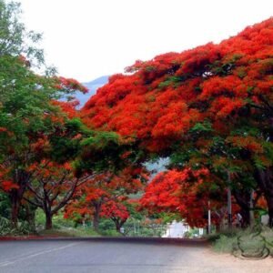 Delonix Regia, Royal Poinciana Seed 100 PCS, Flamboyant Fenghuangmu