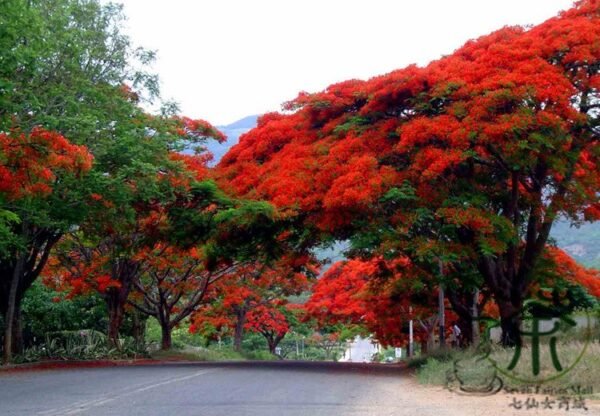 Delonix Regia, Royal Poinciana Seed 100 PCS, Flamboyant Fenghuangmu