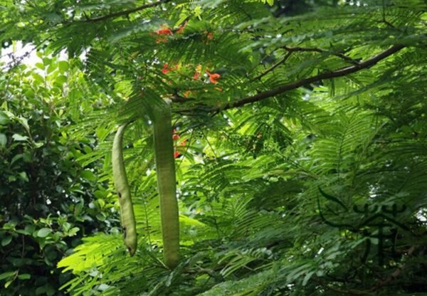 Delonix Regia, Royal Poinciana Seed 100 PCS, Flamboyant Fenghuangmu - Image 8