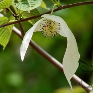 Davidia Involucrata, Handkerchief Tree Seed 30 PCS, Dove Tree Seeds Gongtong