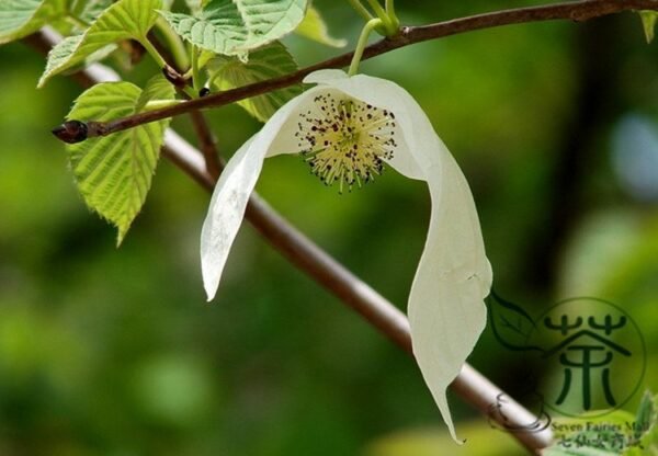 Davidia Involucrata, Handkerchief Tree Seed 30 PCS, Dove Tree Seeds Gongtong