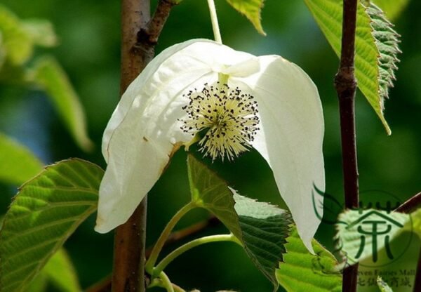 Davidia Involucrata, Handkerchief Tree Seed 30 PCS, Dove Tree Seeds Gongtong - Image 3