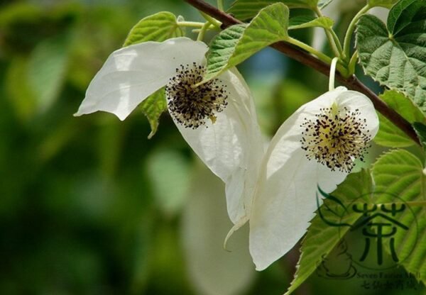 Davidia Involucrata, Handkerchief Tree Seed 30 PCS, Dove Tree Seeds Gongtong - Image 4