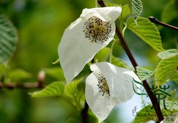 Davidia Involucrata, Handkerchief Tree Seed 30 PCS, Dove Tree Seeds Gongtong - Image 5