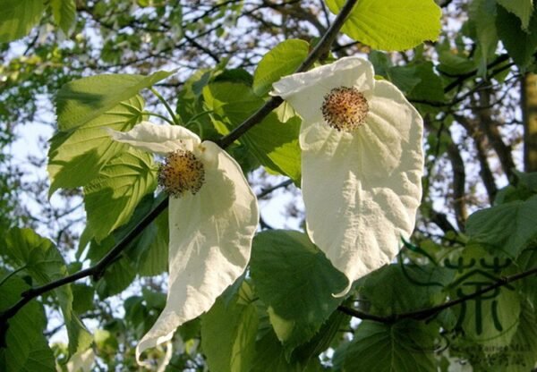 Davidia Involucrata, Handkerchief Tree Seed 30 PCS, Dove Tree Seeds Gongtong - Image 6