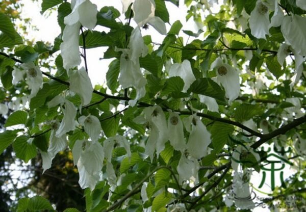 Davidia Involucrata, Handkerchief Tree Seed 30 PCS, Dove Tree Seeds Gongtong - Image 7