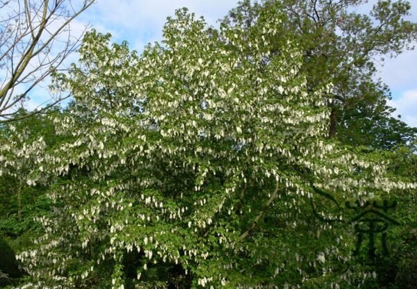 Davidia Involucrata, Handkerchief Tree Seed 30 PCS, Dove Tree Seeds Gongtong - Image 8