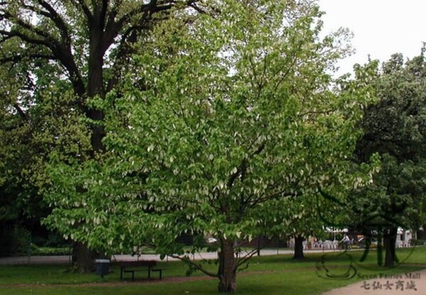 Davidia Involucrata, Handkerchief Tree Seed 30 PCS, Dove Tree Seeds Gongtong - Image 9