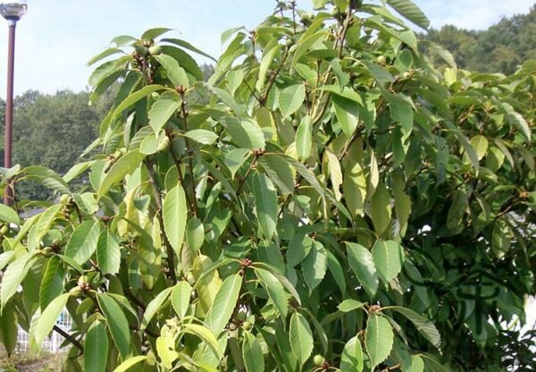 Cyclobalanopsis Glauca, Quercus Glauca Seed 50 PCS, Tree Seeds Qinggangli - Image 4