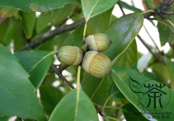 Cyclobalanopsis Glauca, Quercus Glauca Seed 50 PCS, Tree Seeds Qinggangli - Image 6