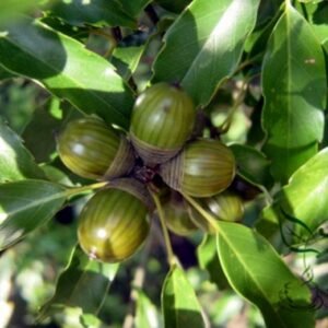 Cyclobalanopsis Glauca, Quercus Glauca Seed 50 PCS, Tree Seeds Qinggangli