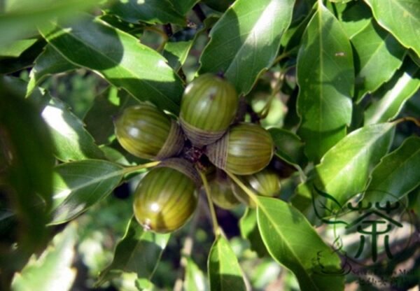 Cyclobalanopsis Glauca, Quercus Glauca Seed 50 PCS, Tree Seeds Qinggangli