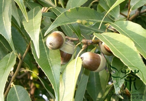 Cyclobalanopsis Glauca, Quercus Glauca Seed 50 PCS, Tree Seeds Qinggangli - Image 7