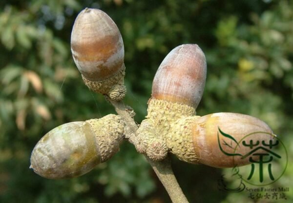 Cyclobalanopsis Glauca, Quercus Glauca Seed 50 PCS, Tree Seeds Qinggangli - Image 8