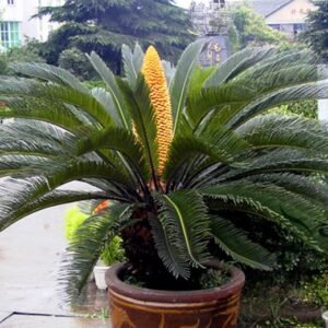 Cycas Revoluta, Sago Palm Seed 20 PCS, King Sago Sutie