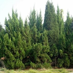 Cupressus Funebris, Chinese Weeping Cypress Seed 1000 PCS, Tree Seeds Guibai