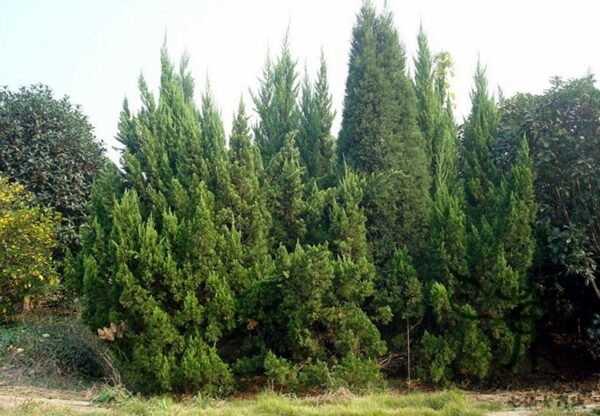 Cupressus Funebris, Chinese Weeping Cypress Seed 1000 PCS, Tree Seeds Guibai