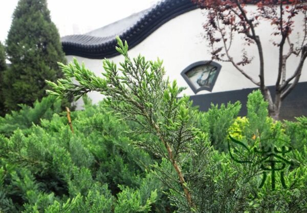 Cupressus Funebris, Chinese Weeping Cypress Seed 1000 PCS, Tree Seeds Guibai - Image 5