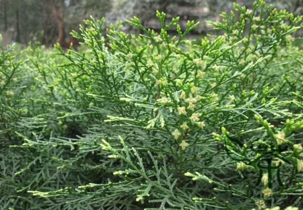 Cupressus Funebris, Chinese Weeping Cypress Seed 1000 PCS, Tree Seeds Guibai - Image 6