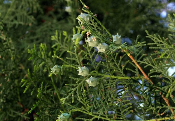 Cupressus Funebris, Chinese Weeping Cypress Seed 1000 PCS, Tree Seeds Guibai - Image 9