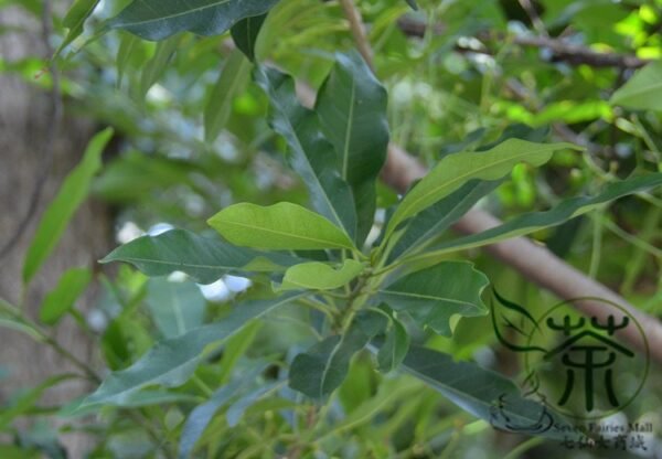 Cleistocalyx Operculatus, Syzygium Operculatum Seed 300 PCS, Shuiweng